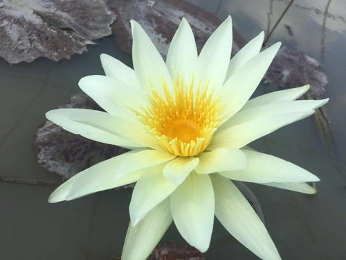 睡莲，那个水中的绿精灵