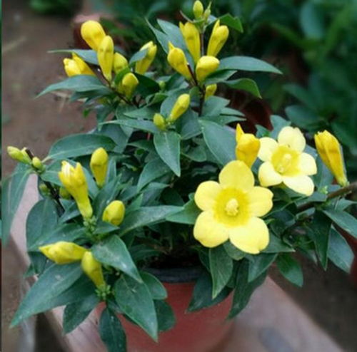 法国香水茉莉的浇水技巧