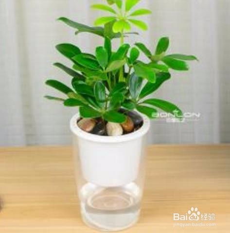 鸭掌木水培教程：如何选择适合的营养液？
