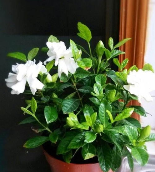 其他原因：养护细节