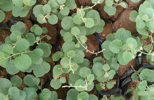 摘芽除蘖， 提高苗木质量