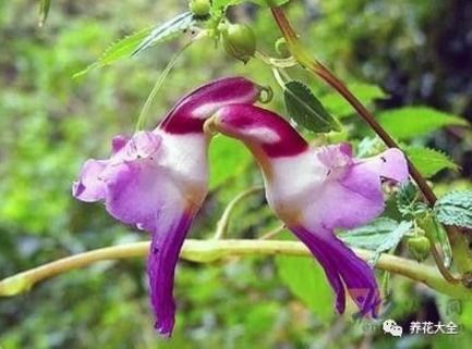 凤仙花， 一年生草本花卉的美丽