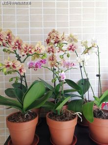 牡丹：耐寒界的扛把子