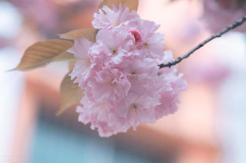 日本樱花，花语为“爱情与希望”