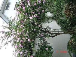 梅湾街的历史与种植