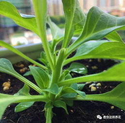 花卉修剪摘心，如何巧妙拆分