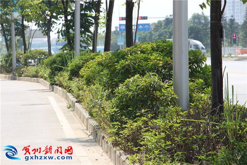 绿化带植物发黄的原因揭秘