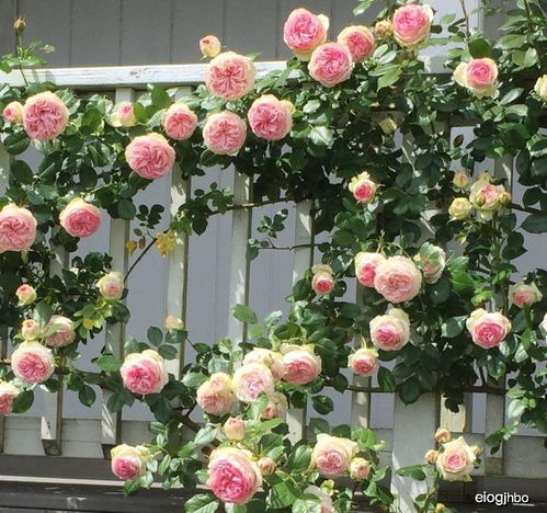 二：病害太多，冬季一剪没