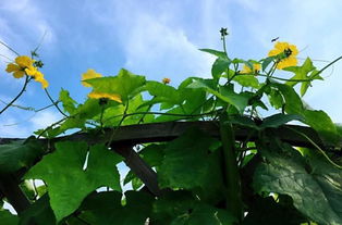 丝瓜：藤蔓生长， 瓜果累累