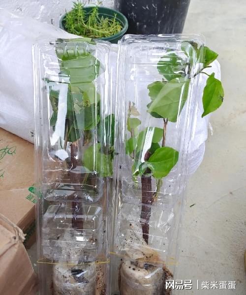 智嫩缓苗箱，科技养花新选择