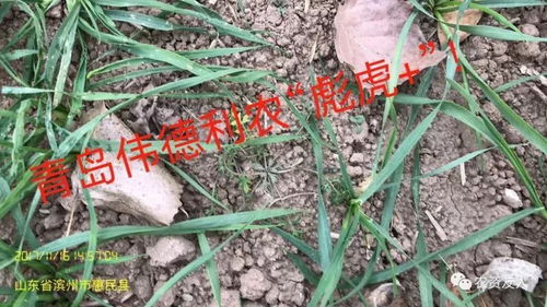 防治麦田尖叶草