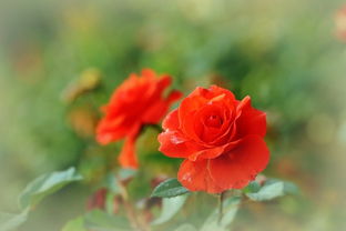 红龙月季， 法国的骄傲