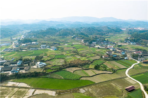 江西赣州茶油苗基地，广西岑溪市联系方式
