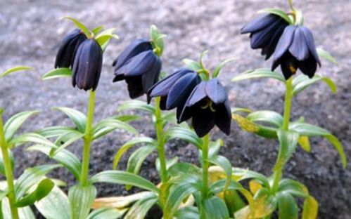 贝母种植效益显著