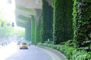 高架桥下的绿色守护者