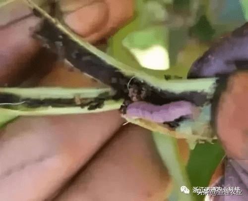 韭菜钻心虫防治方法有哪些？如何有效防治韭菜心虫