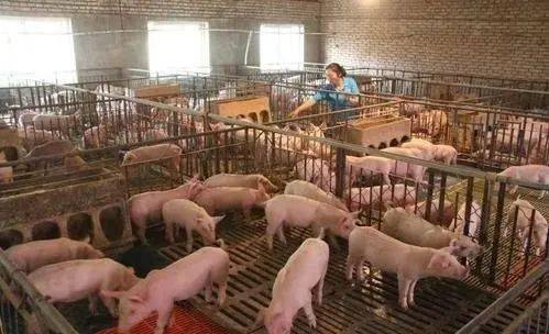 新型农业养殖：养猪舍四大类型