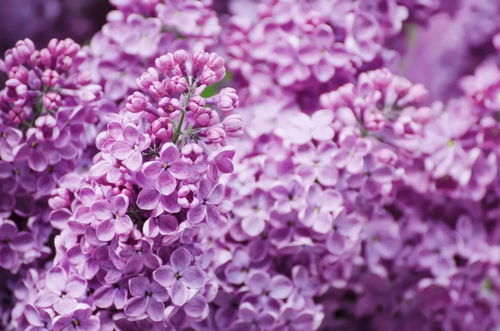 紫丁香的花期揭秘