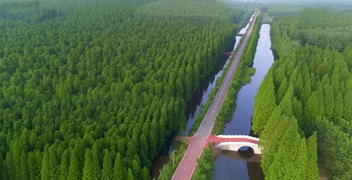 四季常绿草坪品种的选择