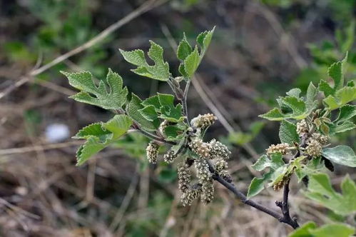 构树的药用价值