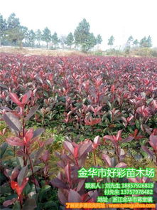 红叶石楠的市场宣传