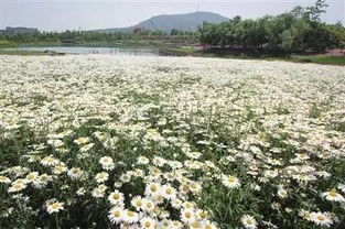 金银花耐旱耐寒，四季花海爆款！