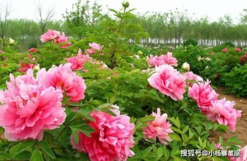 牡丹花种子能种出来吗？老花匠揭秘种植秘诀