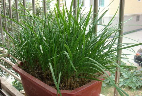 六、韭菜种植，注意细节