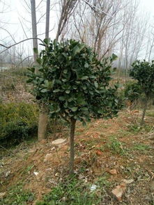 独杆大叶黄杨球的价格揭秘