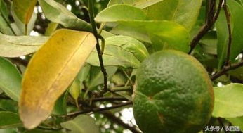 防治方法：根据实际情况选择