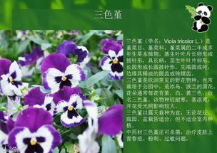 三、 生态配置的艺术法则