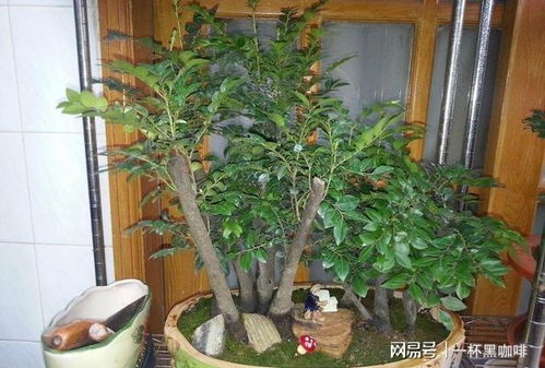 小叶紫檀盆景价格贵吗？如何挑选性价比更高