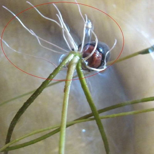 碗莲种子育苗大揭秘：轻松上手，种植无忧！