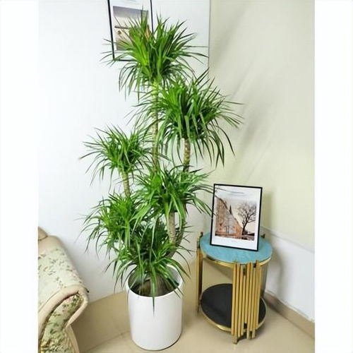 绿化小嫩手， 这些植物名字你来猜猜