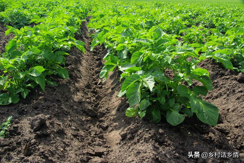 马铃薯种植时间多久才能收获？