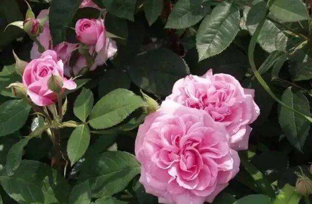 基韦斯特摇滚月季的花期