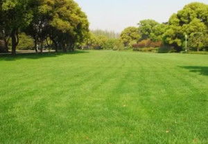 长江流域以南地区， 这些草长得真好