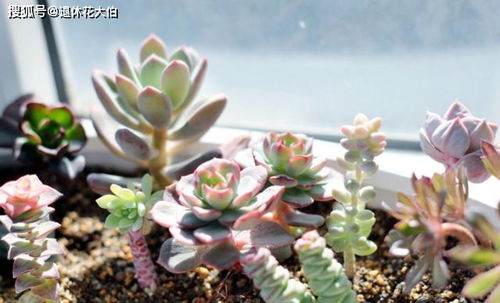 多肉植物修剪时如何掌握技巧，避免修剪过度影响生长