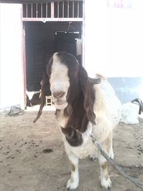 绵羊养殖中，种公羊的饲养管理至关重要