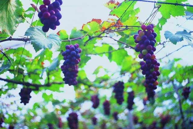 光照：树木的“阳光浴”