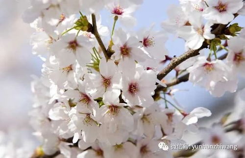 樱桃树果实红润，樱花树花朵粉嫩