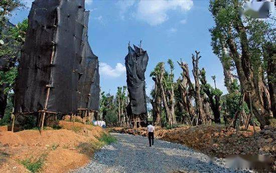 二、 根外补水（也称打吊针）