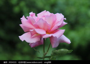 粉色月季花：温柔浪漫， 如少女的笑颜