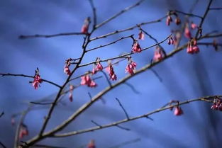 木棉花开花落叶，一年四季变换无常
