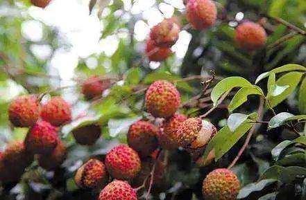 先来说说移栽那些事儿