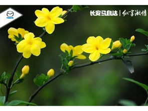 素方花的浪漫时光