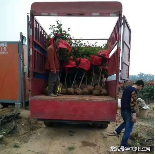 月季花开，飘洋过海