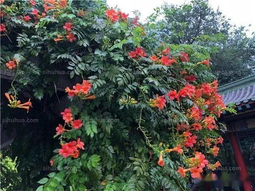 凌霄花冬季养护要点