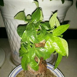 屋卷绢施肥技巧中，哪种肥料更适合屋卷绢的生长需求