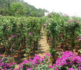 深圳花卉租赁有限公司的花木世界